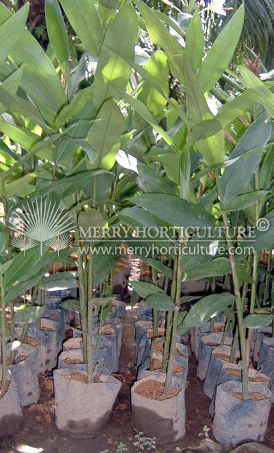 Etlingera elatior (Torch ginger)